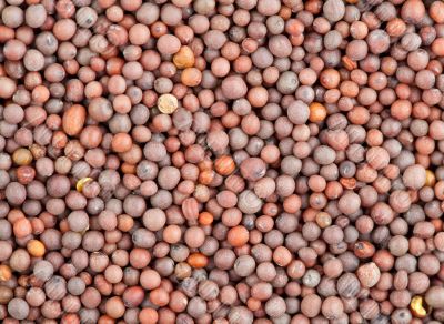 Seeds of black mustard