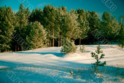 Winter landscape