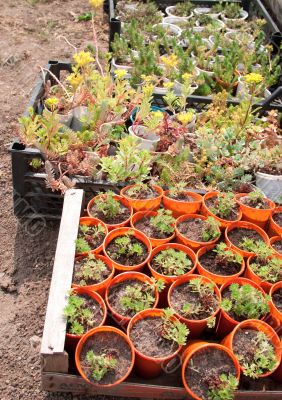 Boxes with seedlings