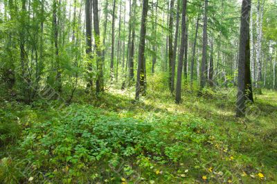 Forest landscape