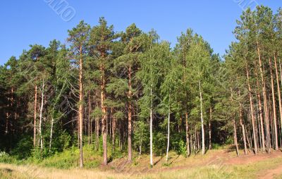 Summer landscape