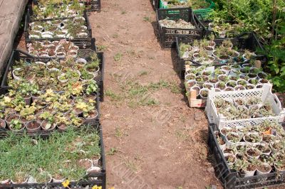 Boxes with seedlings