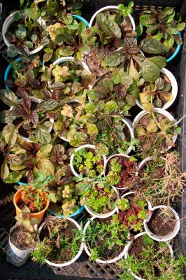 Boxes with seedlings