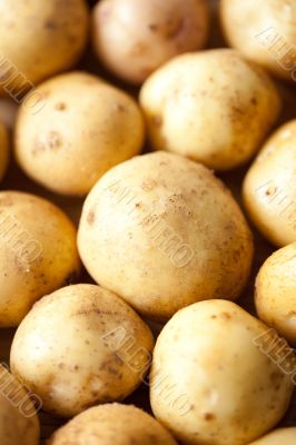 Potatoes close-up