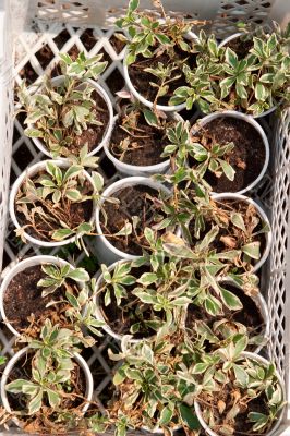 Boxes with seedlings