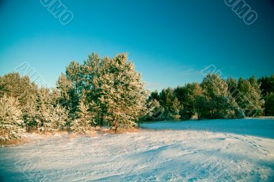 Winter landscape