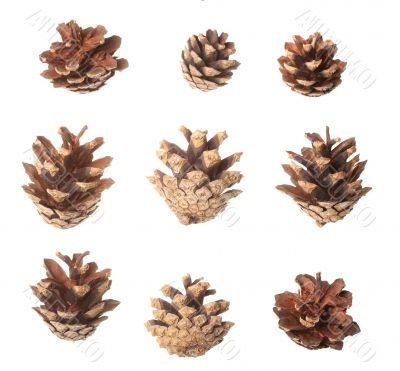 Set of pine cones