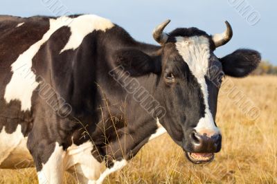 Cow close up