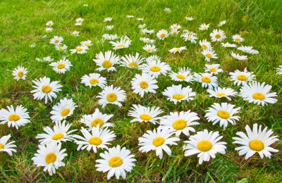 Daisies in a meadow