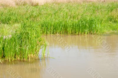 Natural small pond