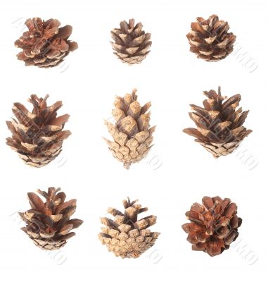 Set of pine cones