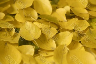 Yellow autumn leaves