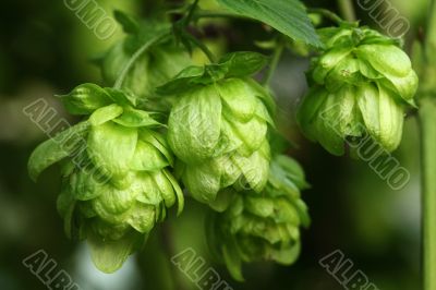 Plant hops