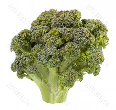 Broccoli isolated