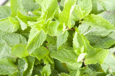 Mint leaves closeup