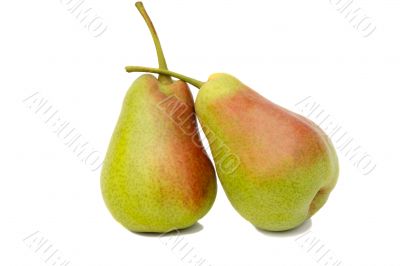 Two large pears on a white background