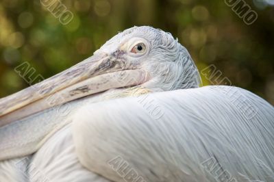 â€œIn the Eye of the Pelicanâ€