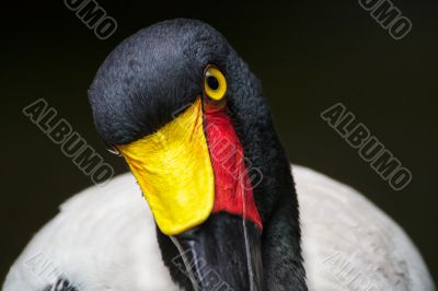 â€œIn the Eye of the Storkâ€