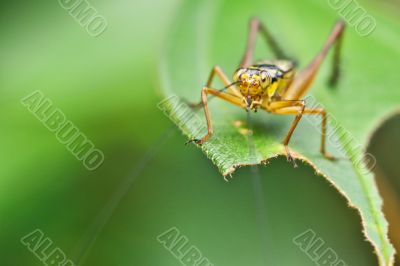 â€œYellow Grasshopper on a Leafâ€