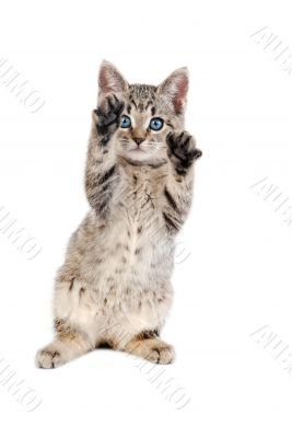 Blue Eyed Tabby Kitten with Paws Up