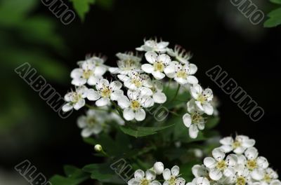 White flowers over natural background
