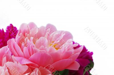 Pink petals of blossoming peony 