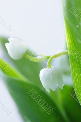 Lily of the valley. DOF 