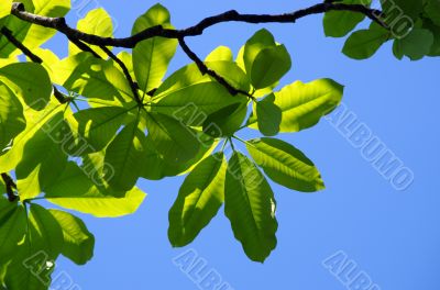 fresh leaves of magnolia against blue sky