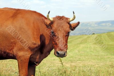 Cow on the meadow