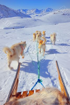 dog sledging