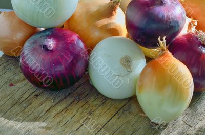 Onions different types, sizes and colors