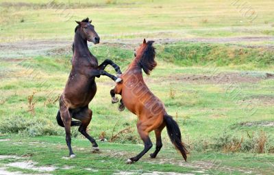 fight of horses