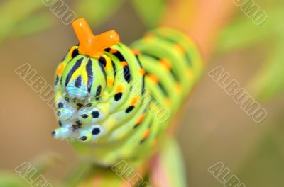 wild caterpillar of Papilio Macaone 