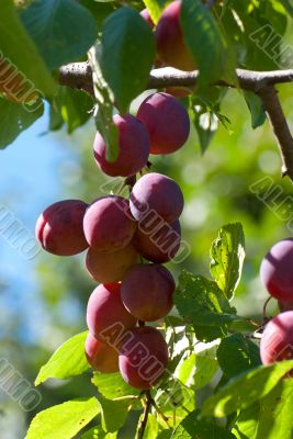 Plums on a branch.