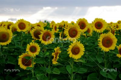 Sunflower field with blue sky in countryside