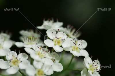 White flowers over natural background