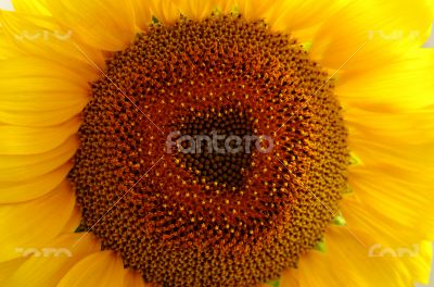 sunflower Close-Up 