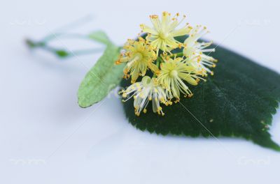 linden flowers on a white background 
