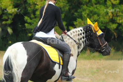 Beautiful horse riding competitions
