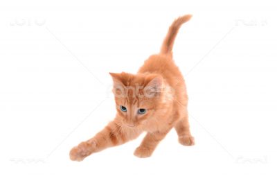 Orange Tabby Playing