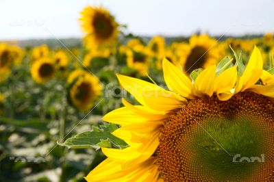 Many large and bright sunflowers on the field. Large yellow peta