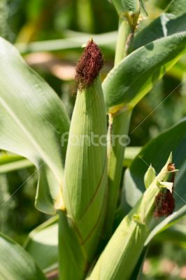 Cornfields. 