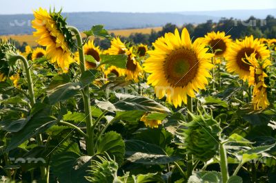 Many large and bright sunflowers on the field. Large yellow peta