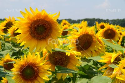 Many large and bright sunflowers on the field. Large yellow peta