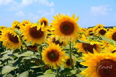 Many large and bright sunflowers on the field. Large yellow peta