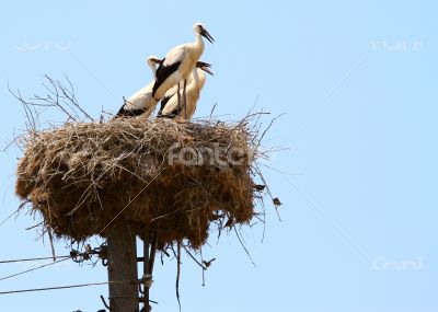 Stork on the nest