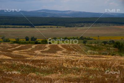Hay bales in hayfield