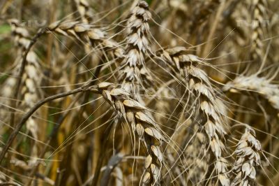 Wheat Fields