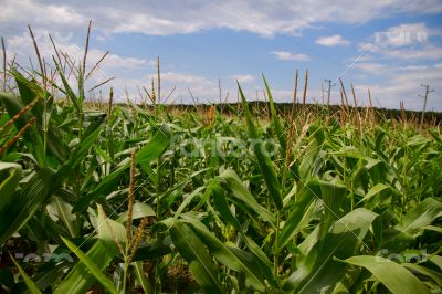 Cornfields. 