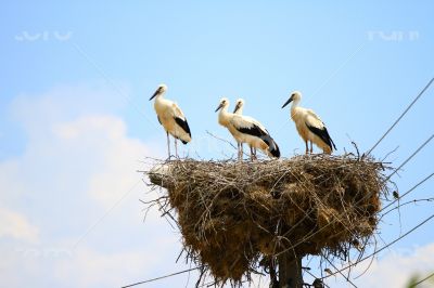 Stork on the nest